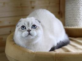 шотландский кот для вязок